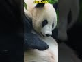 大熊猫珍珍的冬瓜肚肚 #panda #redpanda夕消 #cute #redpanda夕消 #上野パンダ #animals #cutepanda #funny #pets #萌宠 #搞笑