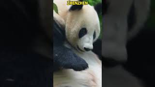 大熊猫珍珍的冬瓜肚肚 #panda #redpanda夕消 #cute #redpanda夕消 #上野パンダ #animals #cutepanda #funny #pets #萌宠 #搞笑