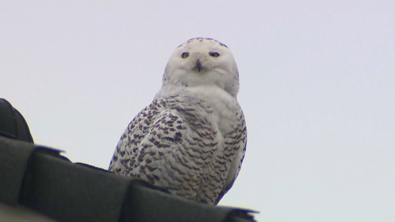 Rare Snowy Owl Spotted in Southern California Has Flown Away