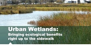 Urban Wetlands in the Houston Area – by Mary Carol Edwards