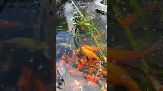 KOI FISH PHILLIPINES