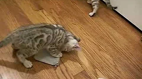 Watch the video about Silver Bengal Females Play - Including "White Tiger"