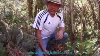 HealthPost Treeplanting Day 2016