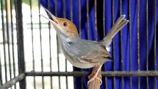 Mantap..!! Prenjak Betina Gacor pandai Ajak Prenjak Jantan Manapun ikut Bunyi