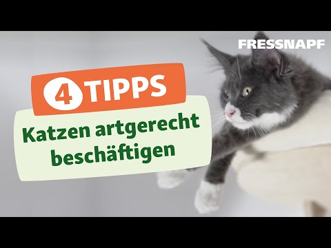 Video: Über Psychologische Grenzen. Wir Trainieren Auf Katzen