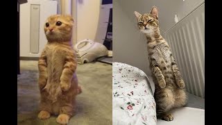 Это Видео Подарит Вам Улыбку! Подборка Смешных И Милых Моментов С Котами И Кошками! Funny Cats! #18