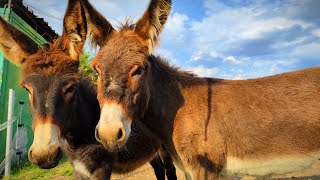 видео: Как се дои магаре? На гости във фермата за магарета на каменоделеца Ивайло Симеонов във Враца картинка: Как се дои магаре? На гости във фермата за магарета на каменоделеца Ивайло Симеонов във Враца