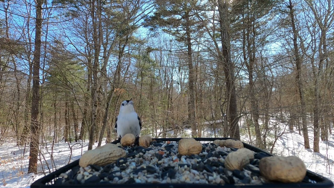 Nuthatch, Chickadees, Bluebirds