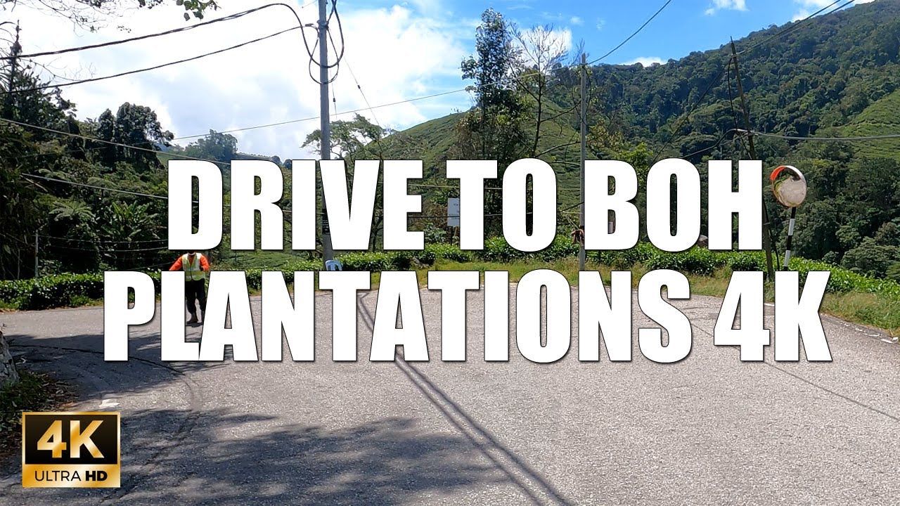 DRIVE TO BOH PLANTATIONS CAMERON HIGHLANDS 4K 60FPS