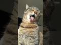 Majestic Misti 😻😋😻  Find all Misti Koh and Dj Koh songs on YouTube Music ❤️ #cat #cute #catlover
