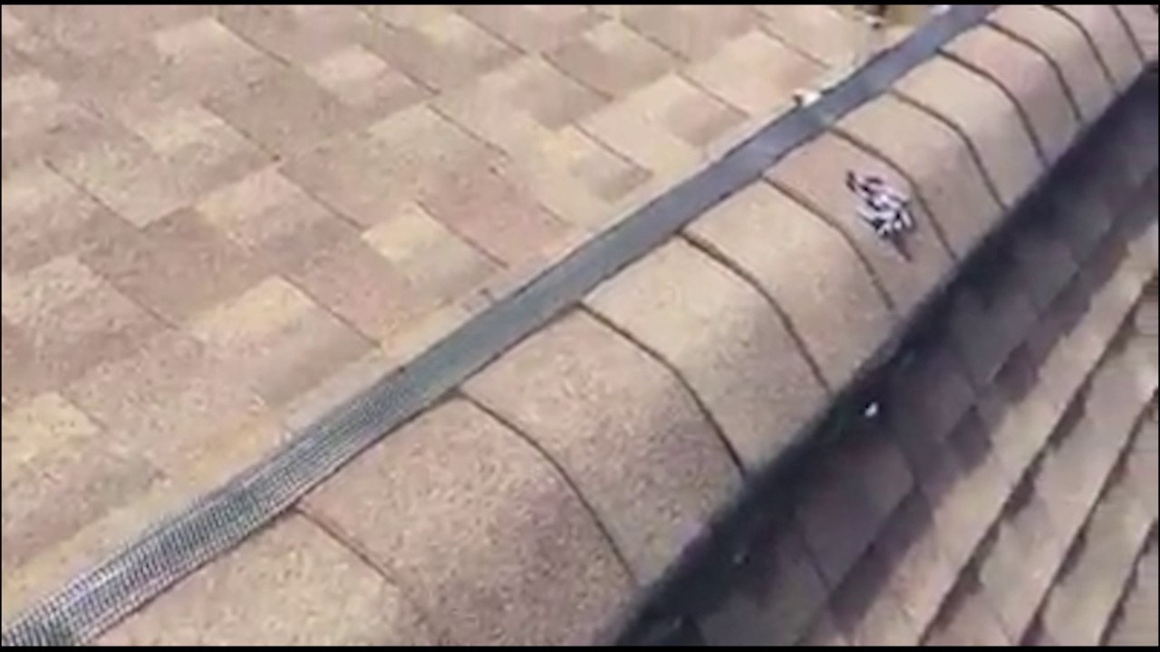 Beast Nuisance Wildlife installation of Ridge-Guard®