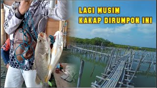 Akhirnya Ikan Idaman Para Angler Naik Lagi