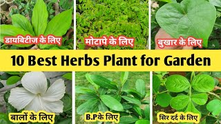 10 Best herbs Plant for Garden || यह 10 औषधीय पौधे गार्डन में जरूर लगाएं | Home Garden screenshot 2