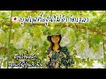 บุฟเฟต์องุ่นไชมัสคัท 1500เยน ไม่จำกัดเวลา/ Shikisai farm จ.เอฮิเมะ