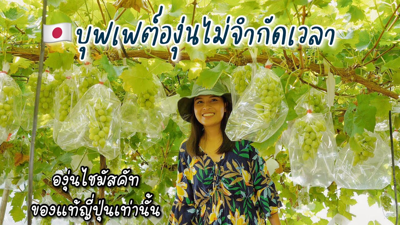 บุฟเฟต์องุ่นไชมัสคัท 1500เยน ไม่จำกัดเวลา/ Shikisai farm จ.เอฮิเมะ