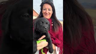 Hollie and Rugers Litter. Kate Lopez picking up her puppy. 