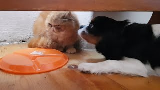 Funny Puppy and Cat First Meeting  Cavalier King Charles Spaniel