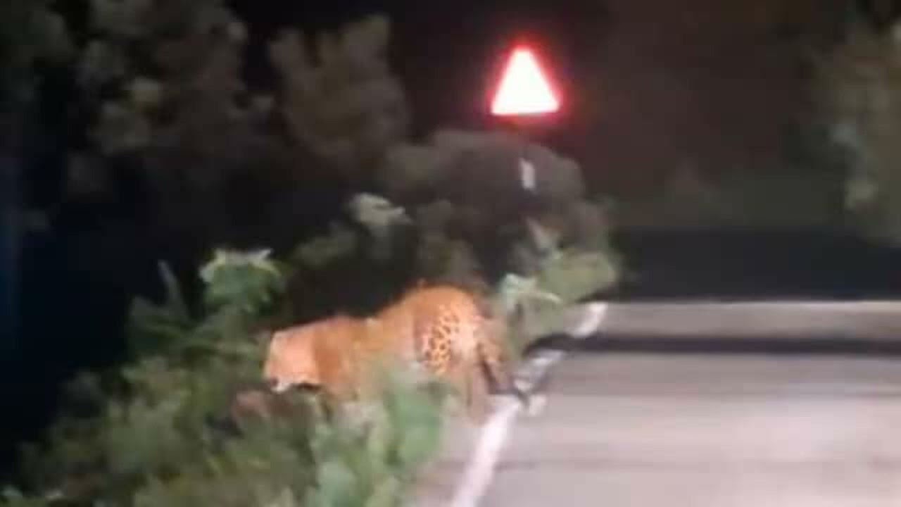 Leopard Walks Through Tamil Nadu Village Road At Night Panic Grips Locals