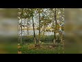 Нижневартовск/Красивая осень 2020/Пейзажи у Комсомольского озера