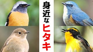 超入門身近なヒタキ14種【野鳥解説】