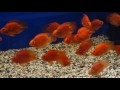 Рыба КРАСНЫЙ ПОПУГАЙ (Red Parrot Cichlid) (Blood parrot cichlid)