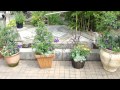 寄せ植え（手柄山温室植物園） の動画、YouTube動画。