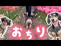 【春のおちり祭り】お花畑で、おしりがプリプリしちゃう犬。