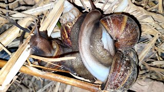 Wow! Thousands Of Snails Coming Near The Factory Last Night​ | Night Snails | Sann Pisetha