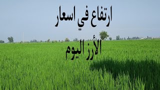 ارتفاع في اسعار الأرز الشعير اليوم/سعر الارز الشعير والابيض اليوم الاثنين الموافق 19/6/2023