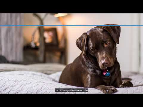 Video: So verhindern Sie, dass ein Hund auf dem Bett pinkelt und kackt
