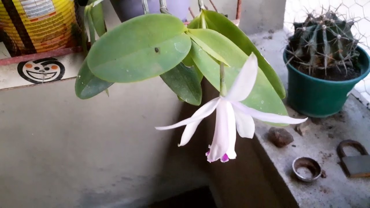 Uma flor muito rara pela primeira vez em meu quintal.