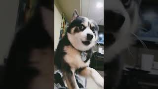 Pomsky tantrum!
