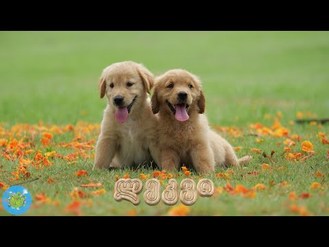 რა ქვიათ შინაური ცხოველების შვილებს?!