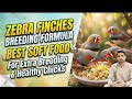 Zebra Finches Breeding Formula 2026 | Best Soft Food For Zebra Finches Extra Breeding