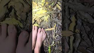 Looking for a 20 foot anaconda in Colombia! #colombia#wildlife#animals#nature#snake#shorts#crazy