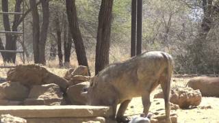 2 Wart Hogs w/ 1 Arrow! (Exodus Broadhead)