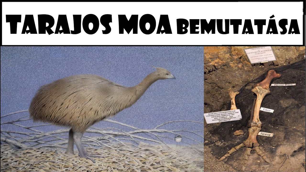Tarajos Moa (Pachyornis australis) Bemutatása - Magyarul