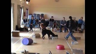 Information Talking Dogs Scentwork® Scent 2 Handling Skills Trailer News