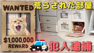 【猫が犯人】引き出しを開けて物を出す決定的瞬間驚きの犯行理由