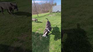 Wolf, pitties, and a cat, getting along.