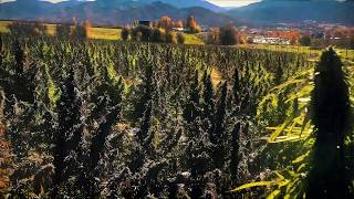 Trimming CBD Hemp Flower in Southern Oregon at Vesica Ventures - XL Dry 60 lbs hour