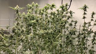 Day 38 Grow Room Update: Flushing in Organic Living Soil