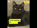 Кот-клептоман