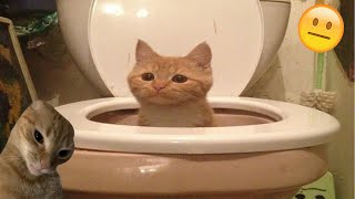 Try Not To Laugh 🤣 New Funny Cats Video 😹 - Fails of the Week Part 22 by Meow Mania 1,145 views 2 weeks ago 19 minutes