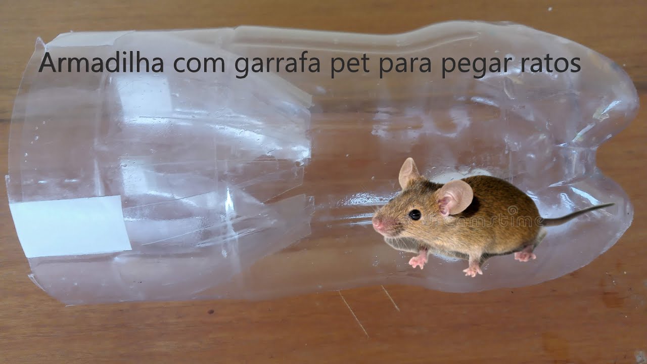 armadilha-com-garrafa-pet-para-pegar-ratos-youtube