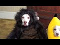 Dogs Trick or Treat on Halloween: Funny Dogs Maymo & Penny