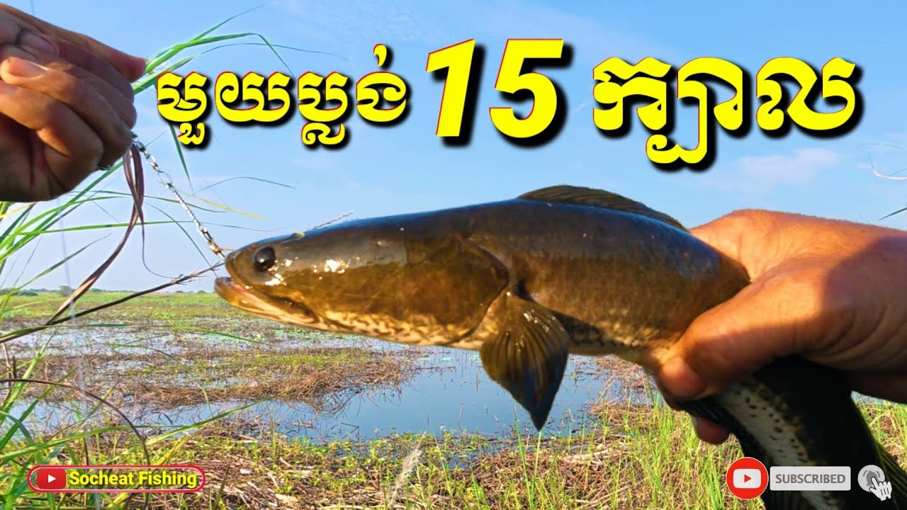 មួយប្លង់15ក្បាល រយៈពេល2ម៉ោង / snakehead fishing #fishingdaily #fishing #amazingfishing #fishingtips 
