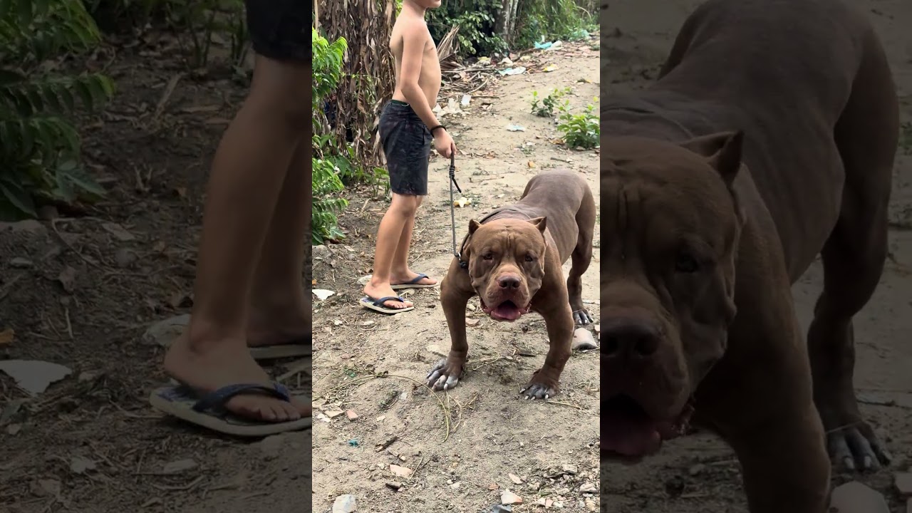 Pitbull American🔥 