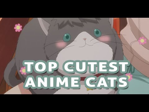 Top 20 Cute Anime Cats  MyAnimeListnet