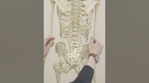 Demo of functional skeleton Rudy from the back in the standing position | BONEMAN.pro